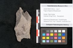 Foto (Detailansicht) von Fagus shagiana Ettingshausen (NHMW-GEO-2024-0188-10144d)